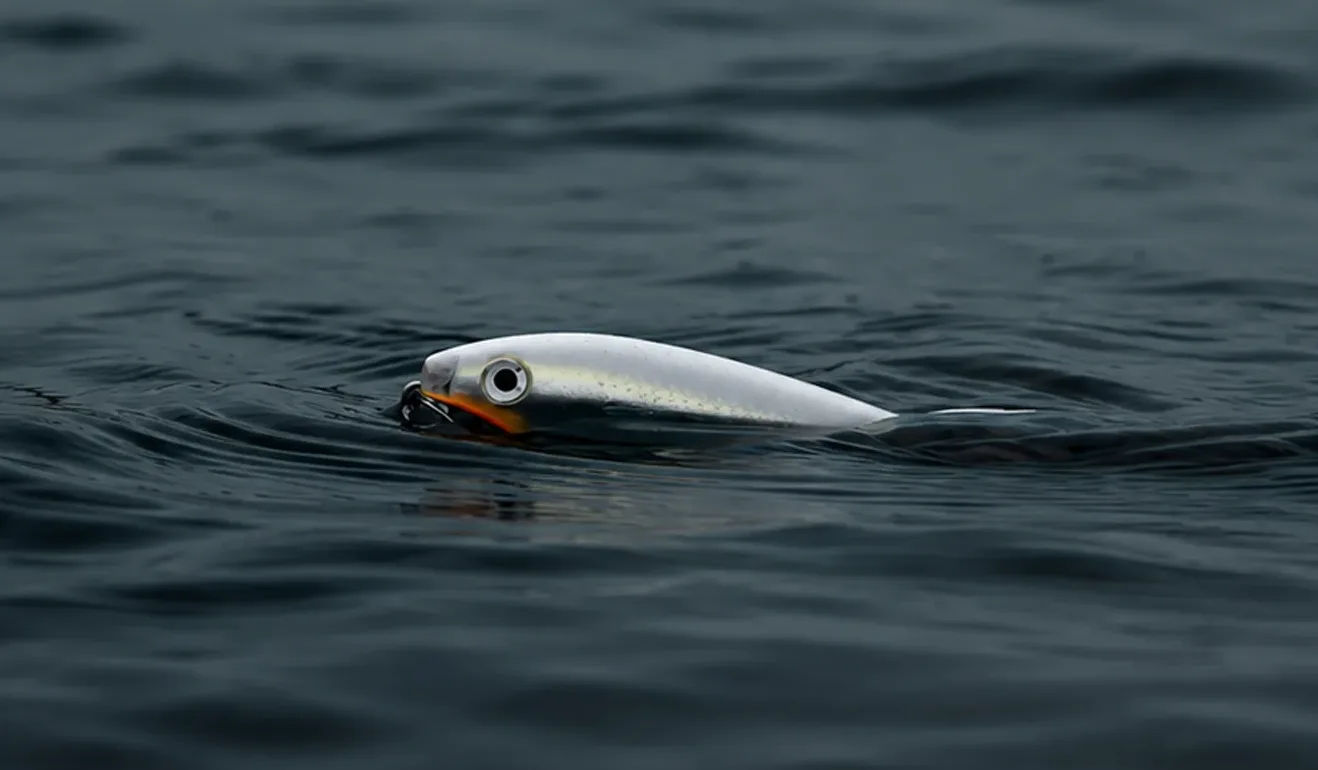 Small Topwater Spooks Catch Striped Bass All Season Long