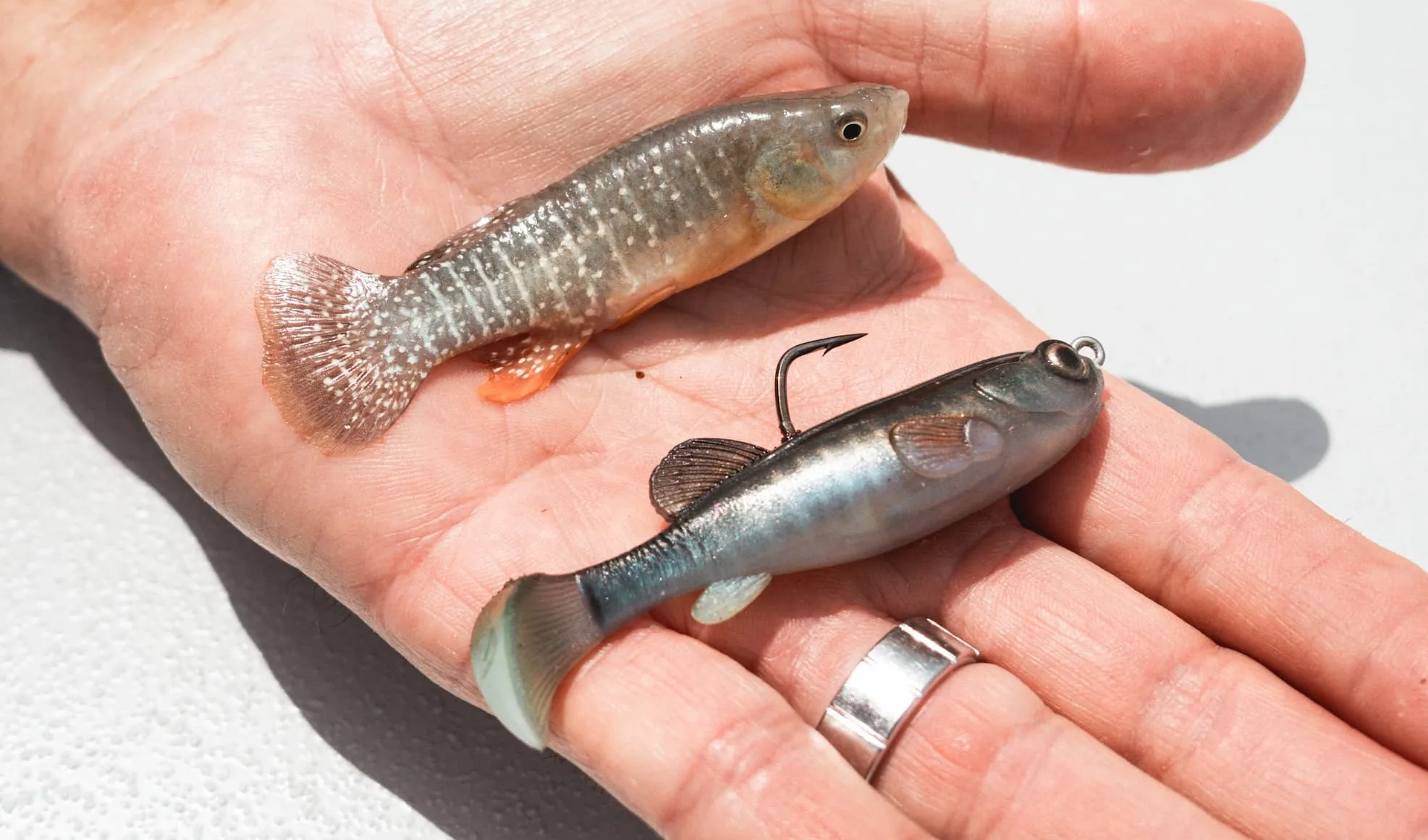Z-Man MudStudZ are a spitting image of killifish (or mummichogs)—popular baits among bay fluke fishermen in the Northeast.
