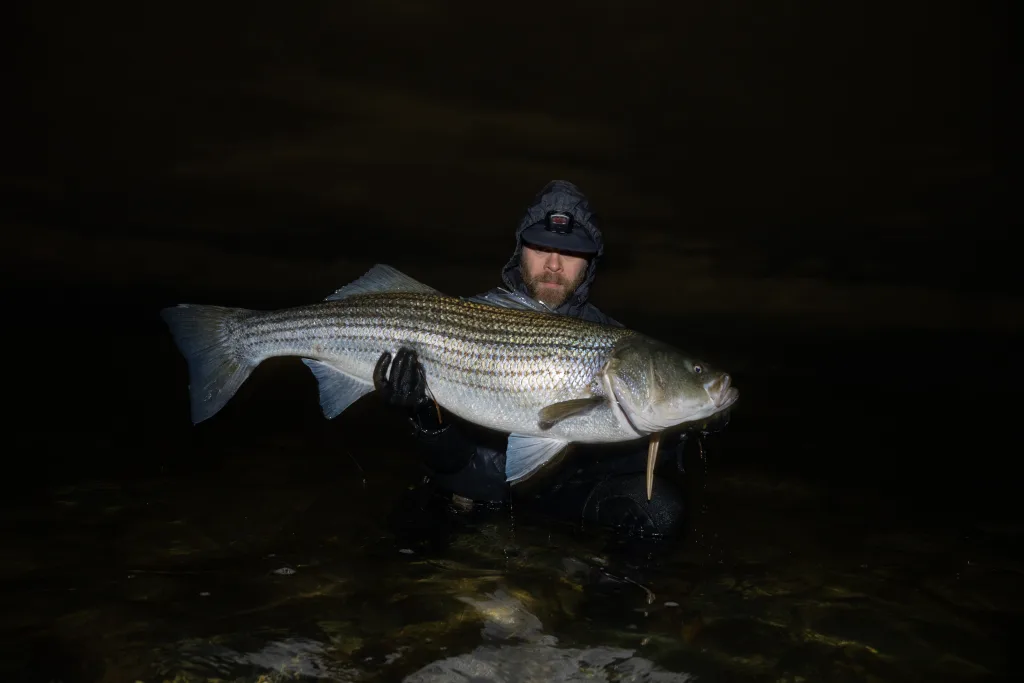 From inlets and sand beaches to boulder fields and rips, fishing large soft plastics for stripers at night is an effective way to imitate bigger forage items.