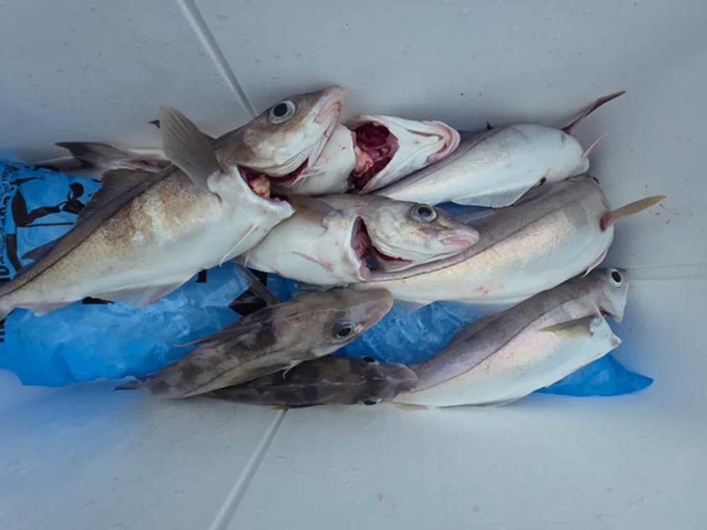 Boston haddock