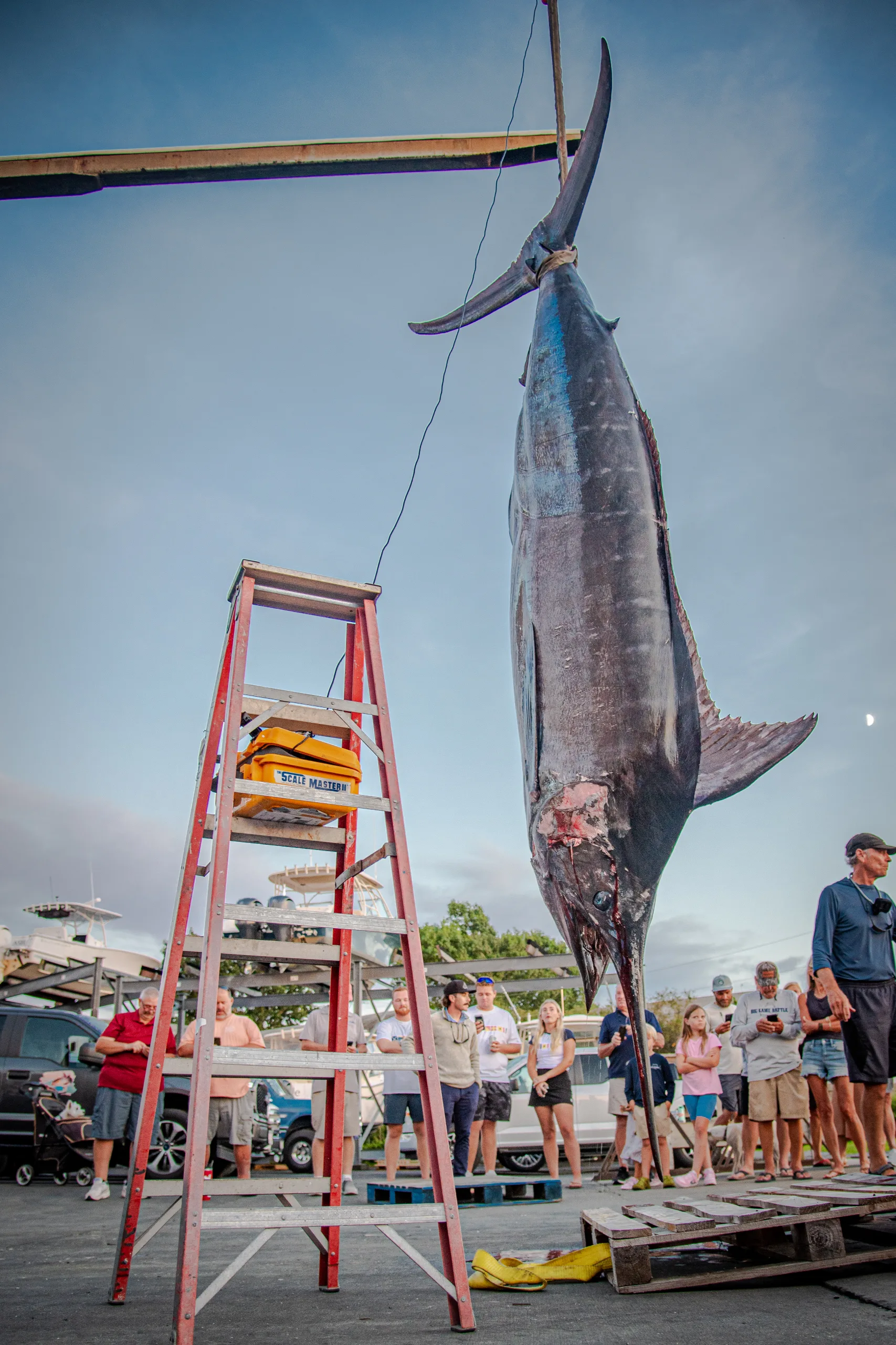 A crowd gathers on the dock at MacDougall's Cape Cod Marine Service to watch the blue marlin weigh-in