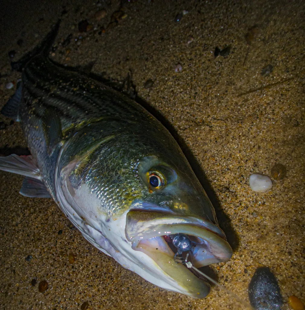 Get comfortable fishing soft plastics for stripers to put more fish on the beach.