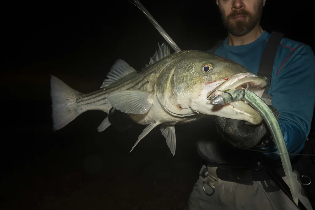 When fishing soft plastics for stripers, surfcasters often opt for the largest profile they can present effectively.