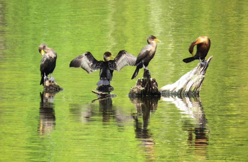 cormorants