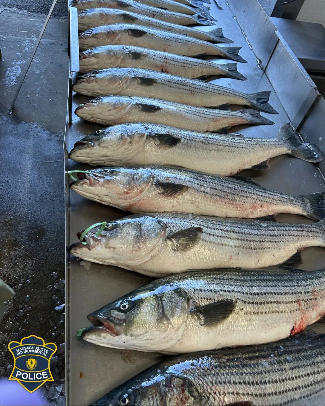 Chatham Commercial Striper Fisherman Caught with 324 Lbs of Illegal Striped Bass