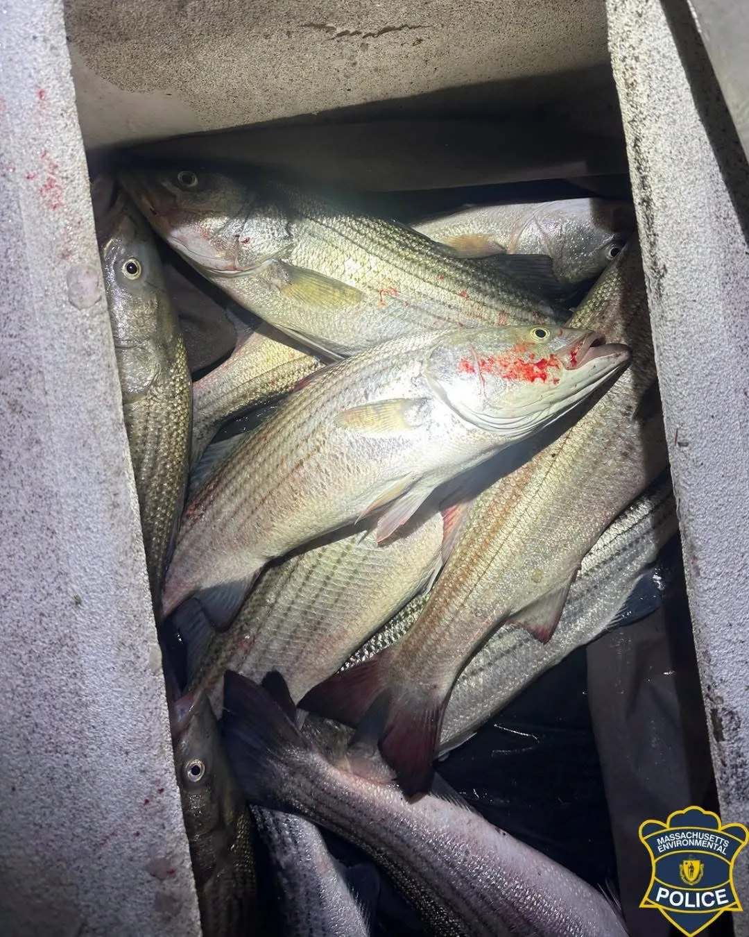 Hidden Compartment Holding 11 Striped Bass Leads to Arrests at Cape Cod Boat Ramp