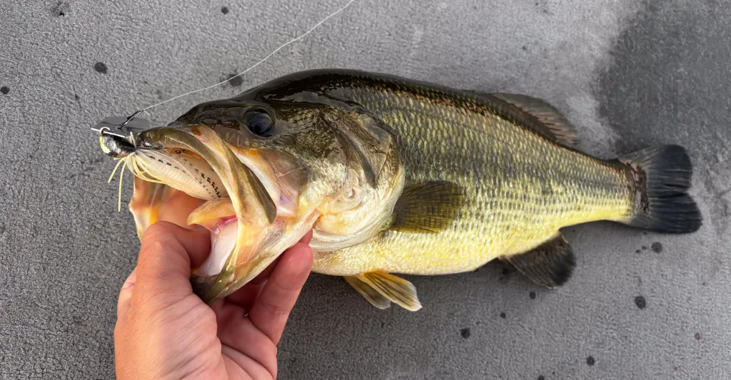 fall bass baits like the Z-Man Chatterbait Jack Hammer pull big largemouth bass off baitfish schools. 