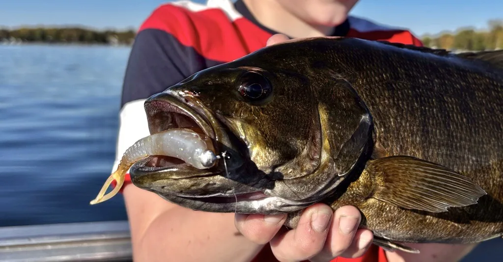 Fall bass baits should imitate the predominant forage, which is often minnows. 
