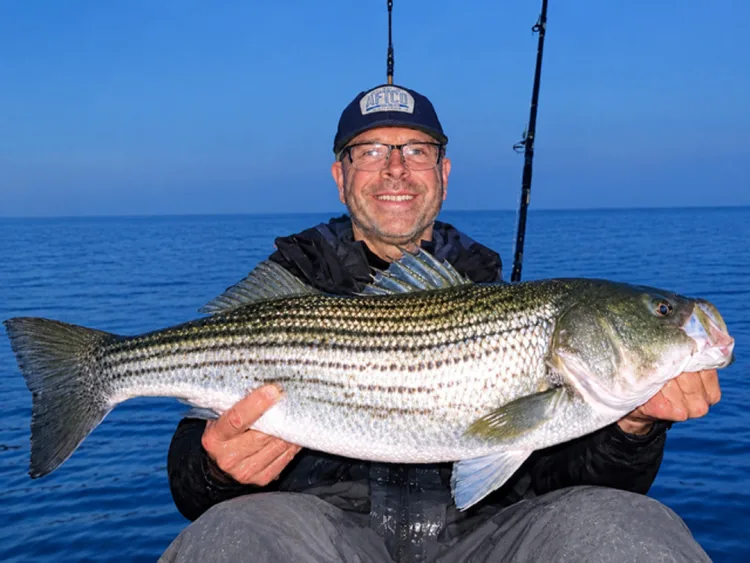 Boston harbor striped bass
