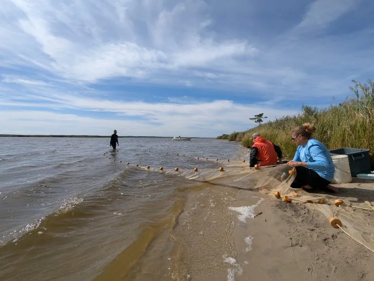 Maryland DNR Reports 8th Straight Below-Average Spawn for Striped Bass