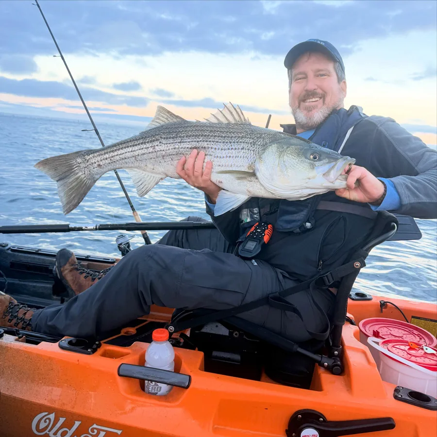 RIKF striped bass