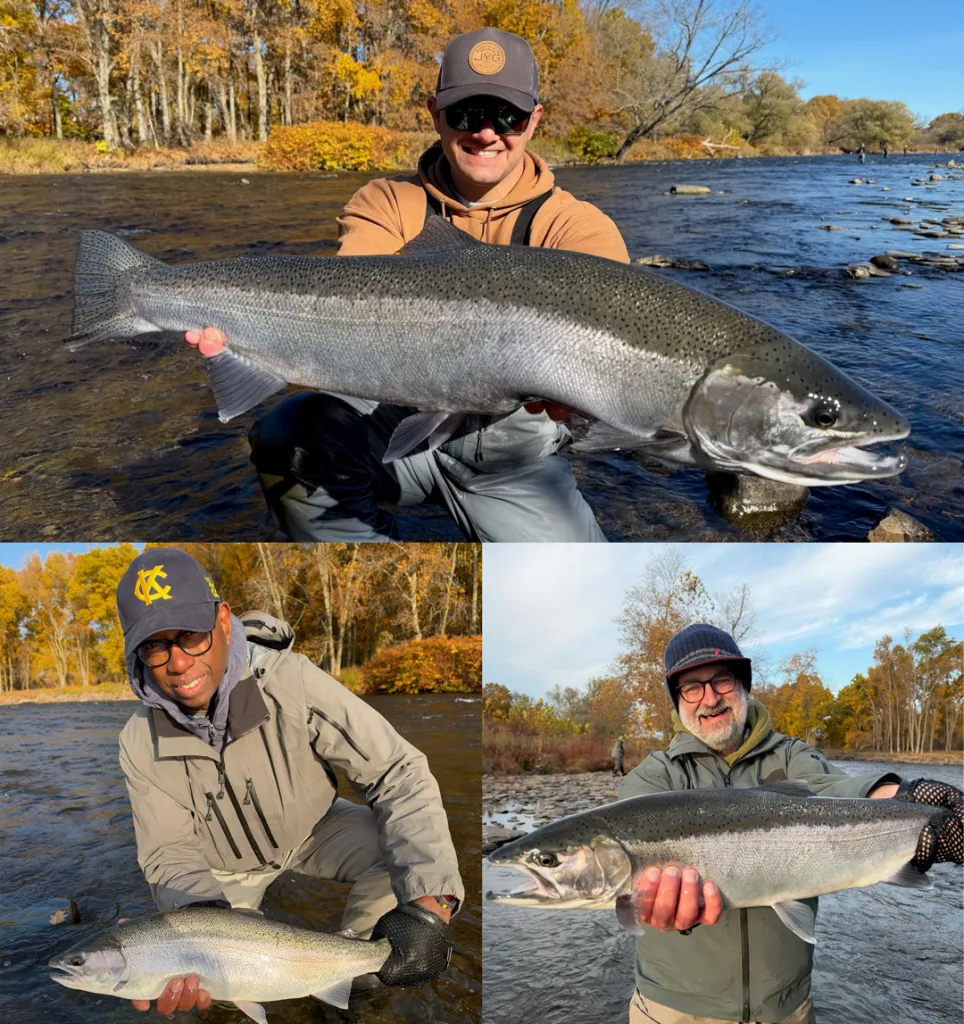 Salmon River steelhead