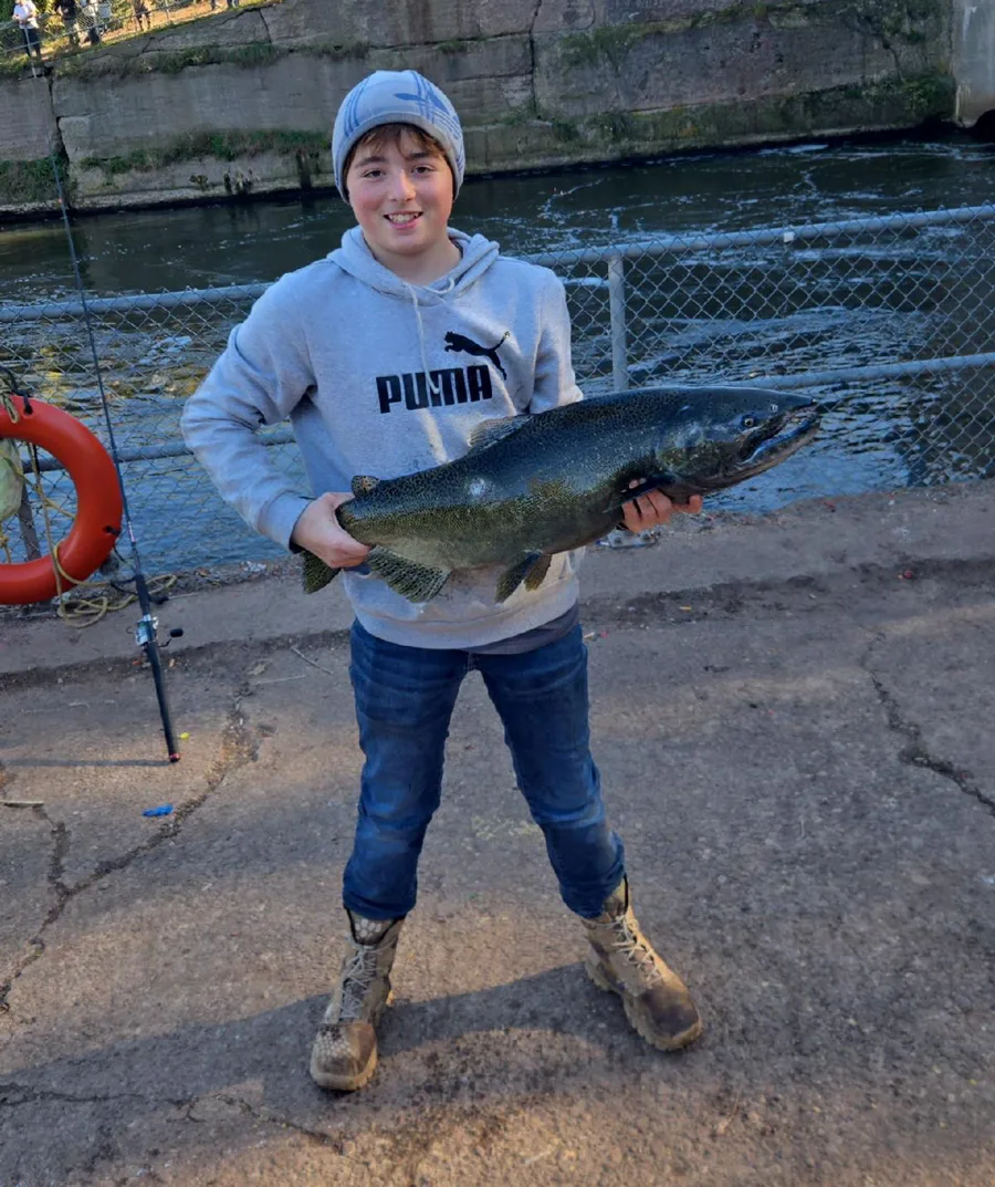king salmon