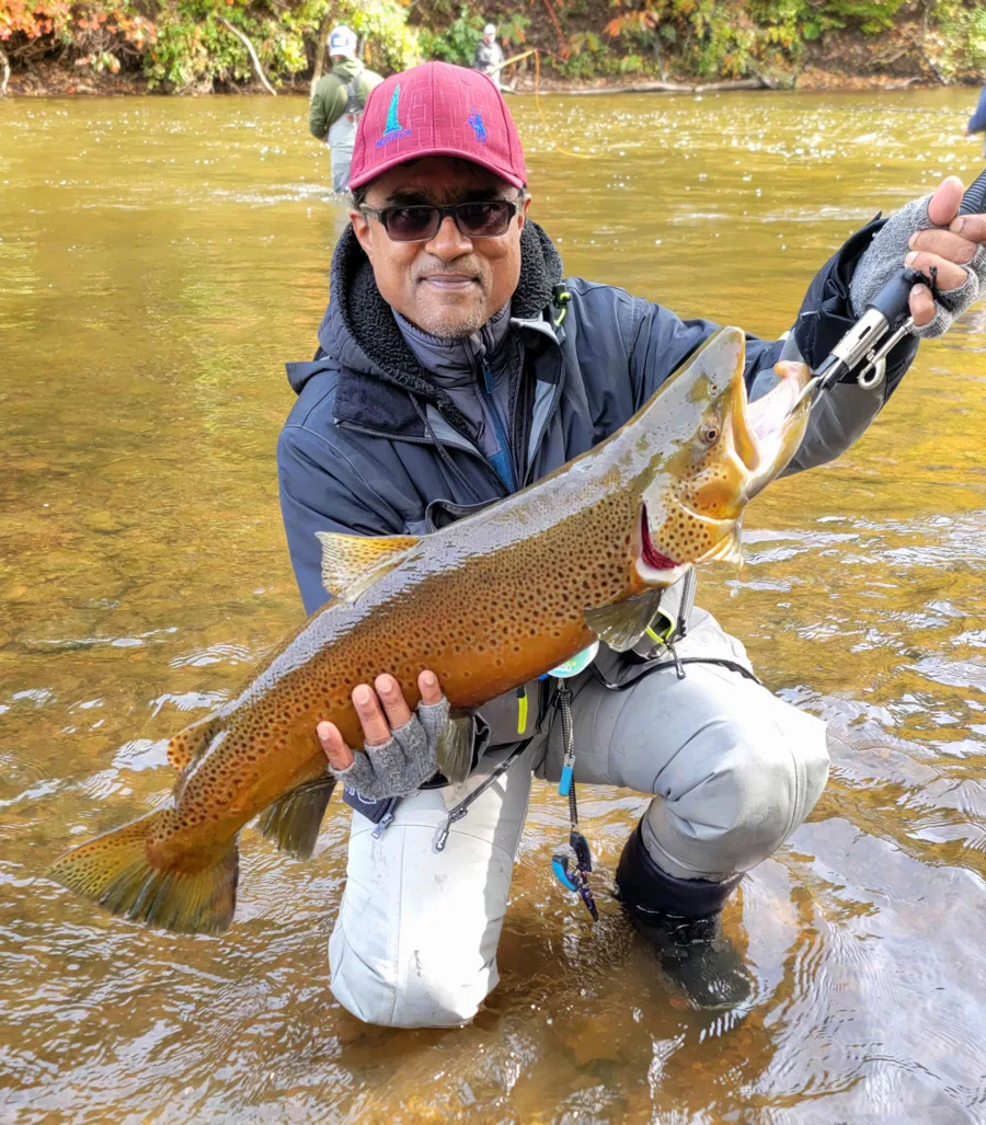 Oak Orchard brown trout