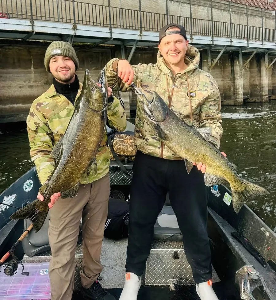 pair of king salmon