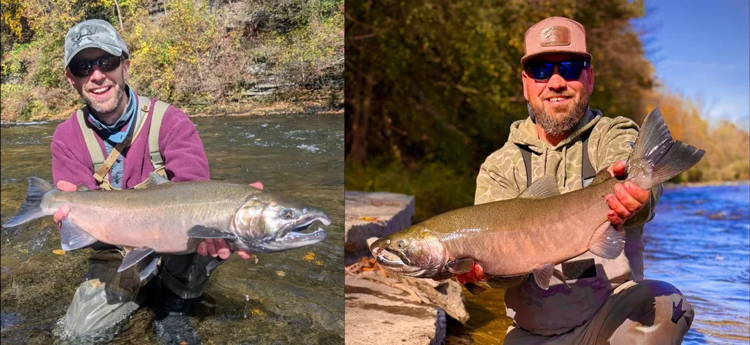 Coho salmon