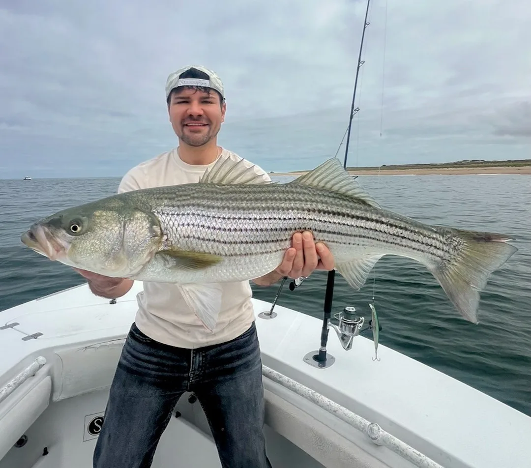 Reel Deal Charters striped bass